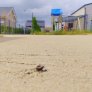 KoMex® Naturell in Lastrup